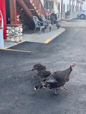 2025_08_0017 Turkeys in the morning, Red Lodge, Montana, August 2025